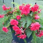 Moehring Guest house Bad Suderode