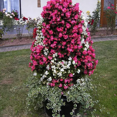 Guest house Moehring
